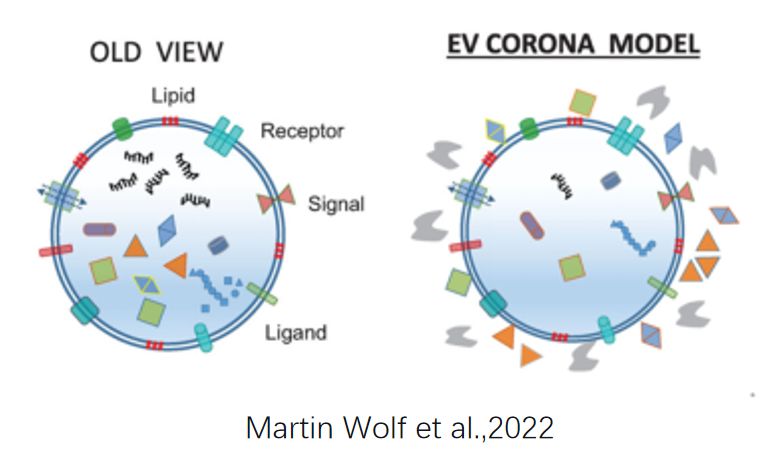 细胞外囊泡EV膜蛋白